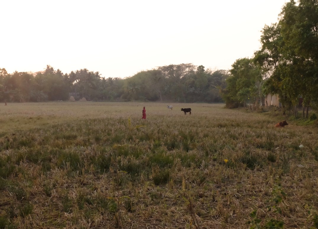 fullsizeoutput_16658