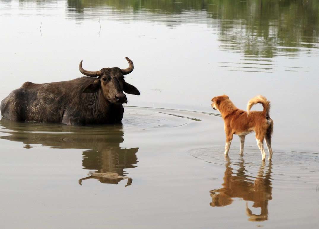 fullsizeoutput_179fe