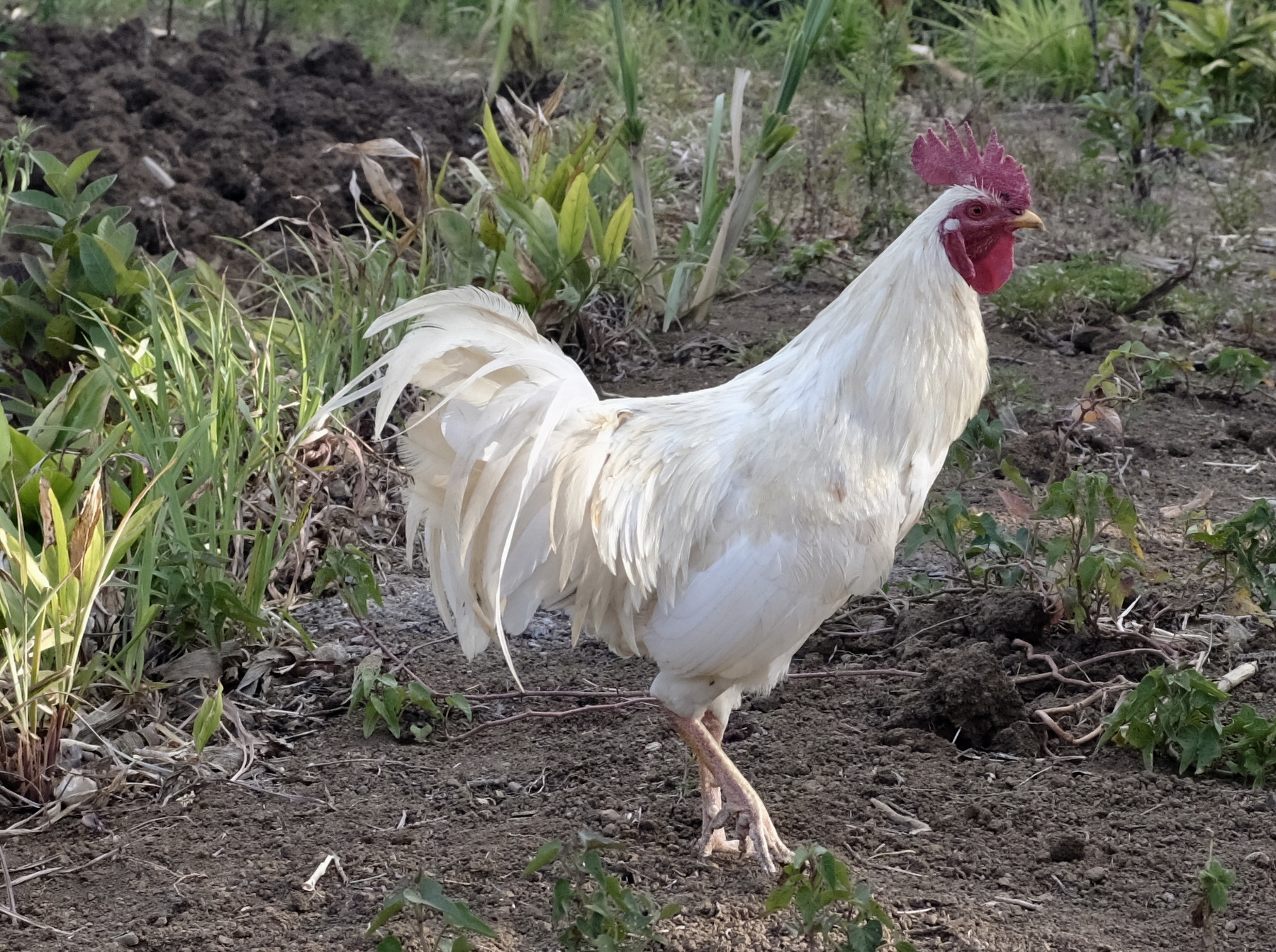 fullsizeoutput_18515